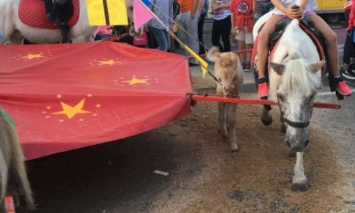 Arpajon (91) : une poulinière et son bébé forcés de travailler dans un manège à poneys