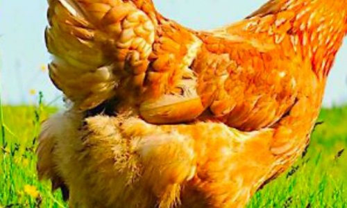 Non à l evages des poules en batterie