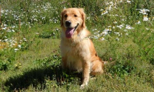 Nous souhaitons adopter Olyna (chienne golden retriever)