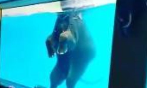 Sauvez Willy l'éléphant plongé dans un aquarium