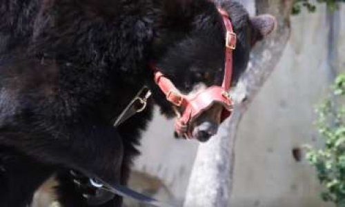 Lutte contre la maltraitance animale lors d'un spectacle à Wintzenheim (68)