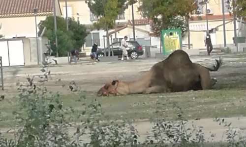 Contre la venue des cirques avec animaux à Port-Saint-Louis-du-Rhône (13230)