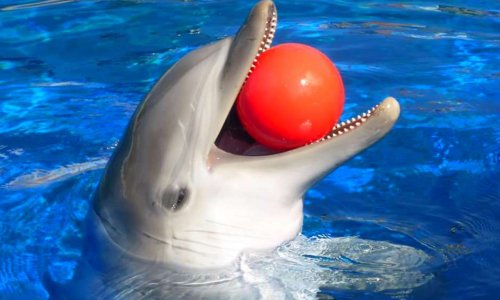 Protégeons tous les delphinariums en France