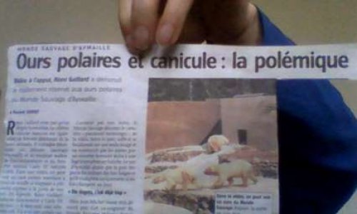 Fin de détention d'ours polaires au monde sauvage d'Aywaylle