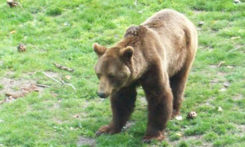 Stop à l'immunité des éleveurs