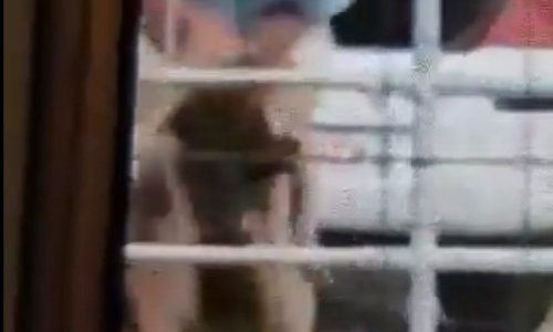 Que sa chienne lui soit retirée