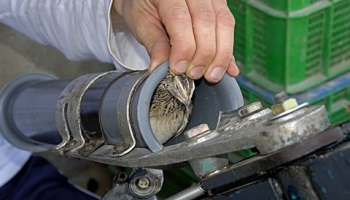 Contre l'utilisation des jeunes cailles comme 