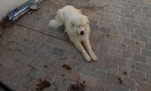 2 ans de prison ferme contre l'homme qui a maltraité Plume pendant de longs mois