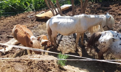 Interdiction de détenir des animaux à vie pour cette éleveuse