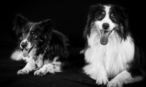 Nous ne sommes pas agressifs