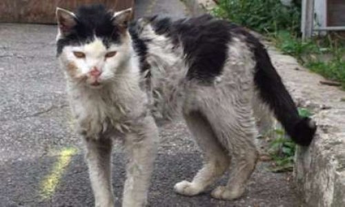 Pour que la Mairie de Montreuil se soucie du sort des chats errants de la ville.