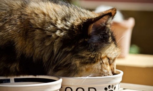 Pour l'arrêt immédiat de la diffusion de la publicité Ultima