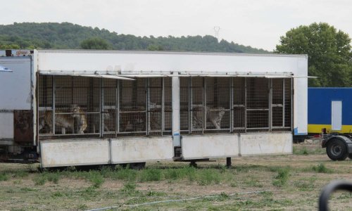 Nous refusons les cirques avec animaux dans le Vaucluse