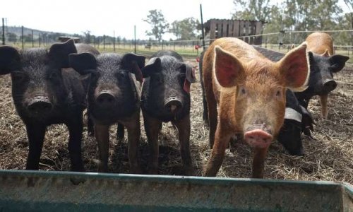 Halte aux abattages massifs si excessifs 