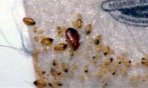 Danger santé publique : nous sommes envahis par les punaises de lit et de cafards.