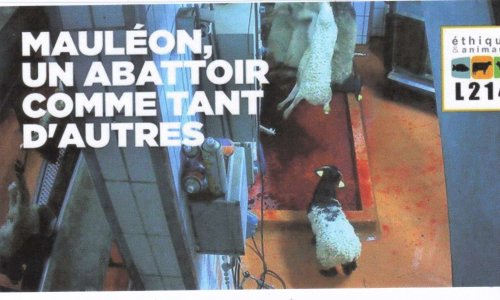 ABATTOIRS : L'HORREUR et LA HONTE  !  La maltraitance des animaux n'est pas un délit, mais la tromperie sur la qualité des 