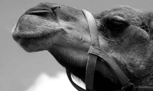 Annulation de la présence de poneys et dromadaires sur la place Bellecour