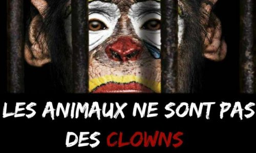 Le Quesnoy : Pour des cirques sans animaux dans ma ville !