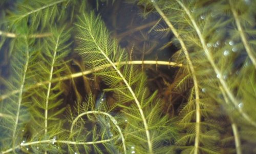Il faut éliminer le myriophylle à épi au lac Louise