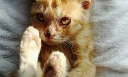 À Martigues les chats du cimetière Saint-Joseph sont en danger.