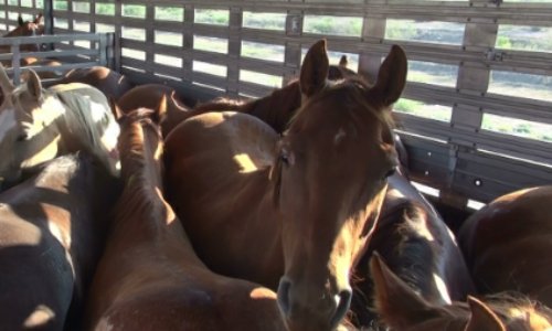 Pour l'obligation de présentation de la carte de propriétaire avant l'abattage d'un équidé