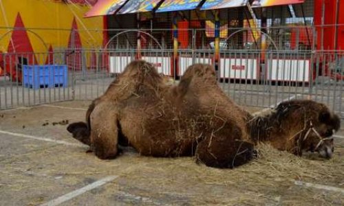 STOP AUX CIRQUES AVEC ANIMAUX À LIMOGES