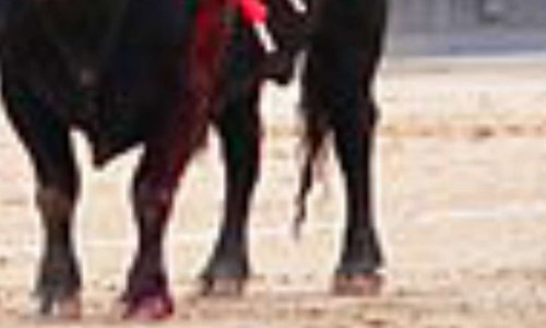 Interdire ce genre de spectacle  pour protéger ses êtres vivants ces taureaux