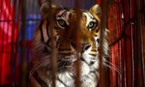 Interdiction de cirques avec animaux dans le pays de Gex