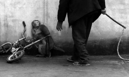 Non aux cirques avec des animaux sur Alés