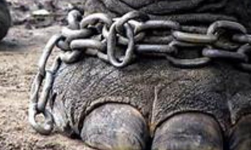 Non aux cirques avec animaux dans l'Hérault