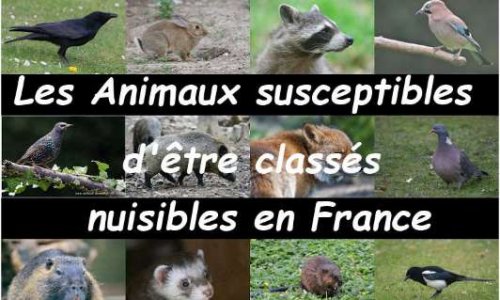 Réglementation sur les 