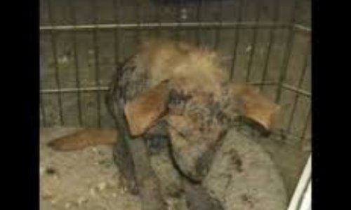 Animaux : Prison ferme pour actes de maltraitance