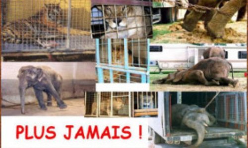 Non au cirque avec animaux à Le Mée sur Seine