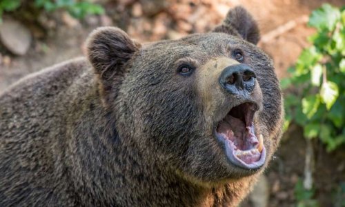 Désarmez les éleveurs qui traquent les ourses nouvellement introduites dans les Pyrénées