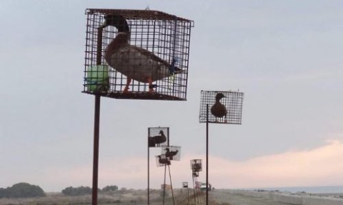 Tous pour un respect de l'animal et de son environnement naturel