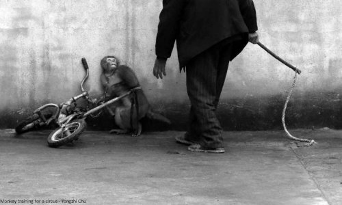 Stop aux cirques avec animaux captifs à Micropolis