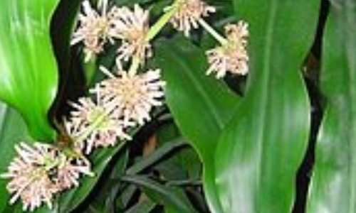 JE DIS OUI À LA PAIX AU CAMEROUN ET NON À LA GUERRE !