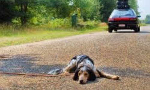 Interdire la vente et le commerce d'animaux de compagnie - SIGNER et PARTAGER pour qu'un projet de loi voit le jour