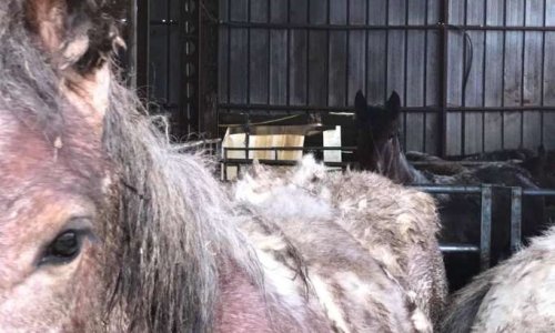 Le hangar de l'horreur