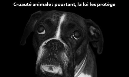 Loi et animaux : appliquons la loi !