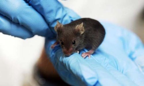 Arrêtez les tests sur les animaux et l'usage d'huile de palme pour les cosmétiques