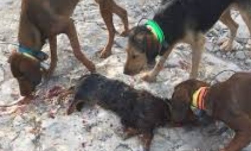 Chasse : Bois et forets en temps partagé