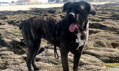 Continuons le combat pour Milly