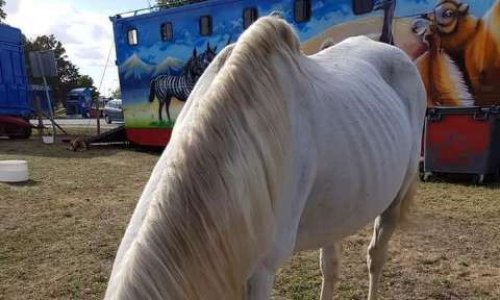 Cirque de Paris et cirques avec animaux stop dans le département 27 !