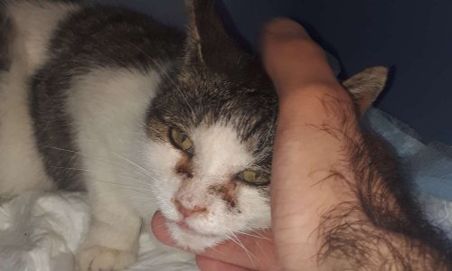 STERILISATIONS DES CHATS DE VERQUIN