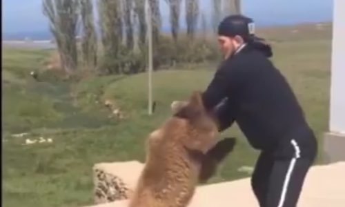 Non à l’utilisation des ours comme punching-ball