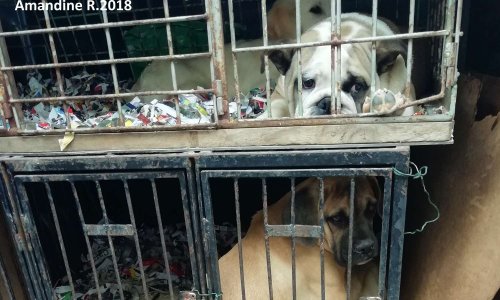 Interdiction de la vente de chats et chiots place carnot le dimanche