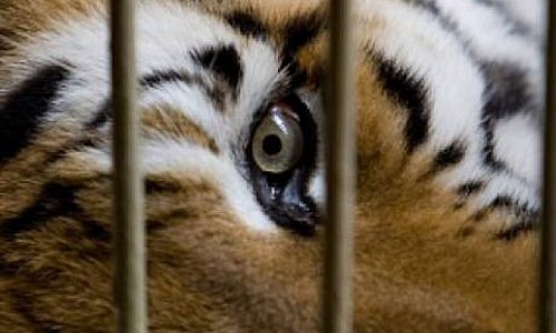 Non aux cirques avec animaux dans la commune d'Annecy