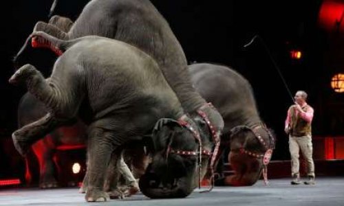 STOP aux cirques avec animaux à Vannes !