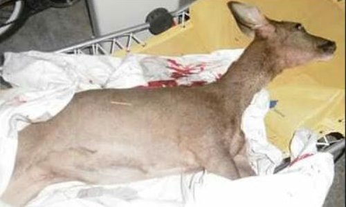 INTERDICTION DE TOUTES FORMES DE CHASSE